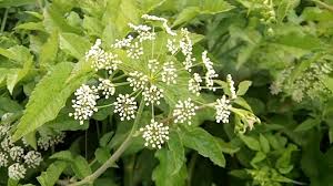 Tour michigan's many wineries and vineyards and you'll quickly agree with those who describe wine as not simply a drink, but as an experience. Michigan Plants That Can Harm Or Even Kill You