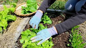 Watch videos about outdoor equipment, bed and bath, energy efficiency, pets, and more from the home experts at consumer reports. Woman Gardening In Home Garden Stock Footage Video 100 Royalty Free 3713312 Shutterstock