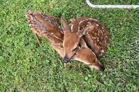 Mother Deer Dies After Deputies Helped Deliver Her Fawns