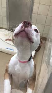 Maybe you would like to learn more about one of these? Rescue My Little Friend Home Facebook