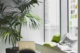 Maybe you would like to learn more about one of these? South Facing Window Plants Best Plants For South Facing Windows