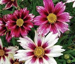 Amazon Com Seeds Market Rare Color Change Li L Explosion Starlight Coreopsis Flower Seeds Professional Packagi Coreopsis Flower Flower Seeds Amazing Gardens