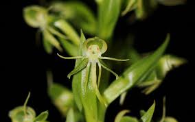 Image result for Habenaria supplicans