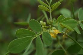 Image result for Senna tora