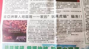 貓咪 貓 豹貓 桃園 寵物 玩具虎貓 台灣 貓舍 虎貓 美麗 可愛い 可愛 老虎 買賣 出售 tica toyger toygersofinstagram cat catsofinstagram magadhatoyger toyger cat event jennifer