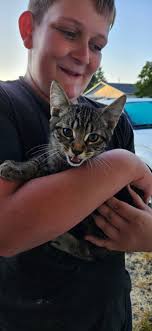 Lost kitten and pitbull in Tarrybrooke area