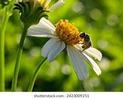 Jack Bee Photos and Images