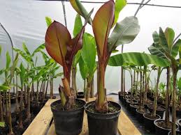 Image result for Ensete ventricosum