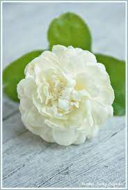 Arabic Jasmine Love The Thick Multi Layered Petals Reminds Of Peony Jasmine Flower Flora Flowers Beautiful Flowers
