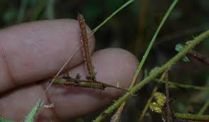 Image result for Indigofera colutea