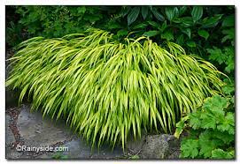Japanese maple waterfall fall, japanese waterfall pictures, acer palmatum waterfall japanese maple, pictures of waterfall japanese maple, japanese waterfall grass. Hakonechloa Macra Aureola Japanese Forest Grass
