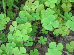 Image result for Marsilea gibba