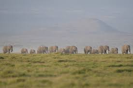 Kenya says 15 elephants died of cyanide poisoning after eating tomatoes from nearby farms