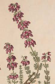 Image result for Erica