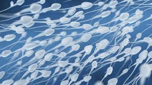 5 Curiosidades Sobre O Semen Que Voce Talvez Nao Conheca Bbc News Brasil