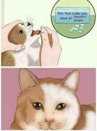 Pin On Inu