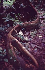 Image result for Landolphia owariensis