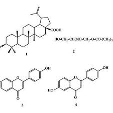 Image result for Ptycholobium contortum