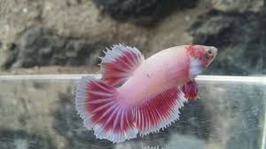 Wysiwyg Imported Live Halfmoon Betta Fish Female Pink Butterfly Bzf54 Ebay Betta Fish Betta Halfmoon Betta