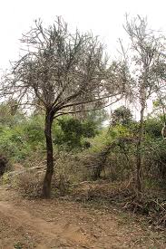 Image result for Euphorbia lividiflora