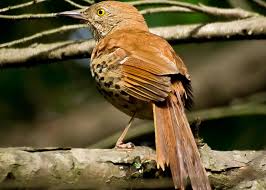 This list of birds of georgia includes species documented in the u.s. Do You Know Georgia S Official State Symbols Stacker