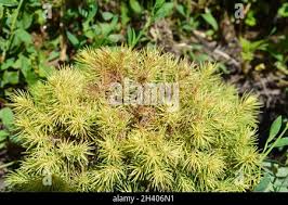 Image result for Tetranychidae grapevine