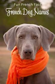 Tell us below in the comment section. French Culture French Dog Names Misadventures With Andi