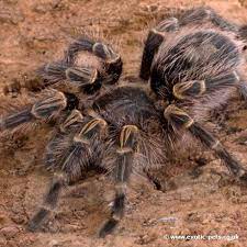 It is found commonly in the grasslands of south america in places such as argentina. Chaco Golden Knee Tarantula Grammostola Pulchripes