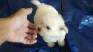 My 3 Super Cute Tiny Teacup Maltipoo Pom Maltese Poodle And Pomeranian Mix Puppies Youtube