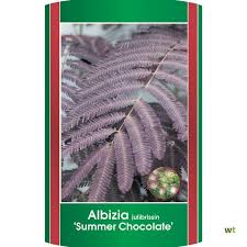 Albizia julibrissin 'summer chocolate'® silk tree, false acacia. Boompje Perzische Slaapboom Halfst 90 Cm Stam Albizia Julibrissin Summer Chocolate Warentuin Natuurlijk
