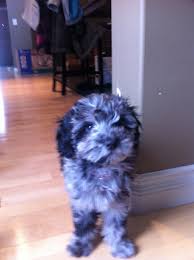 Black And White Parti Aussiedoodle My 12 Week Old Aussiedoodle Lola Aussiedoodle Animals Dogs
