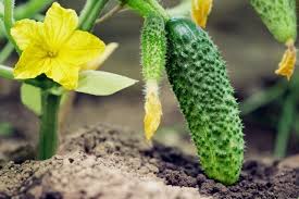 уход за огурцами в открытом грунте от посадки до урожая Pin Na Doske Gardening