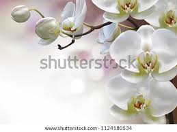 2020 popular 1 trends in home & garden, artificial & dried flowers, beauty & health, jewelry & accessories with flower with long stem and 1. Colorful Orchid Display In Merion Station Pa Long Stems Png Orchids Stunning Free Transparent Png Clipart Images Free Download