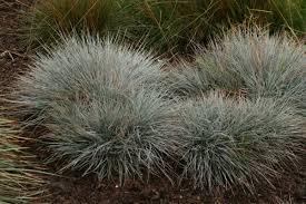 Image result for Festuca