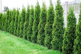 And why do people look forward to planting them around their backyards and gardens? 10 Best Privacy Trees For Your Backyard Tall Trees For Privacy In Your Yard