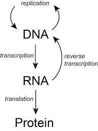 25 Transcription Biology Libretexts
