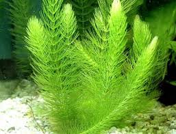 Cam Bitkisi Ceratophyllum Demersum Akvaryum Bitkileri Ve Baliklari