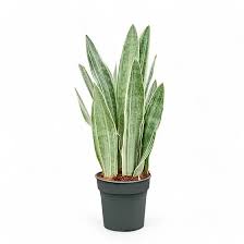 Image result for Sansevieria metallica