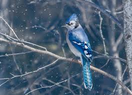 1920x1080 Blue Jay Bird 4k Laptop Full Hd 1080p Hd 4k Wallpapers Images Backgrounds Photos And Pictures