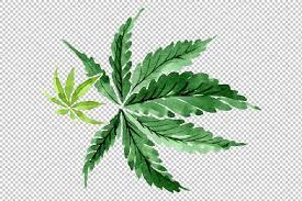 Leaves Hemp Plant Watercolor Png Watercolor Plants Plant Illustration Plants