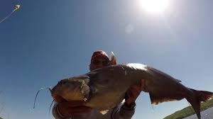 This channel is all about fishing! How To Use Live Bluegill For Big Catfish Richard Gene The Fishing Machine Thewikihow