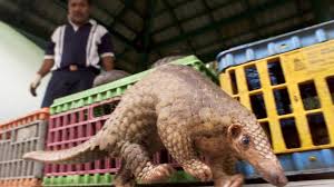 Check spelling or type a new query. World Pangolin Day China S Insatiable Thirst For Pangolin Scales Is Fed By An International Black Market Quartz