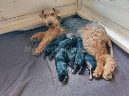 Image result for velšteriér