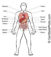 Maybe you would like to learn more about one of these? Male Human Anatomy Body Internal Organs Vector Diagram Male Human Anatomy Vector Diagram Male Body Internal Organs Chart Canstock