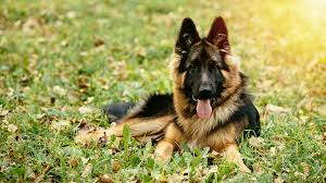 ★ personalize your litter updates now ★. German Shepherd For Sale Nyc Central Park Puppies