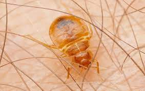 Knockout pest control is a family owned and operated business that has provided pest control services in jacksonville florida since 1991. Why Diy Bed Bug Control In Jacksonville Often Fails