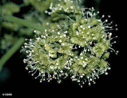 Image result for Pisonia aculeata