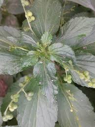 Image result for Micrococca mercurialis