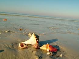 The World S Best Beaches For Hunting Seashells Travel Channel Blog Roam Travel Channel There's even a name for the posture beachcombers assume as they search for treasures: best beaches for hunting seashells