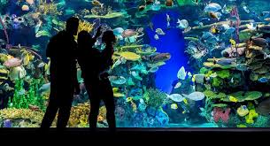 Ripley'S Aquarium Of The Smokies Is A Road Trip You Must Plan Soon!